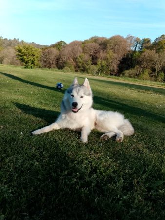 Husky de Siberie