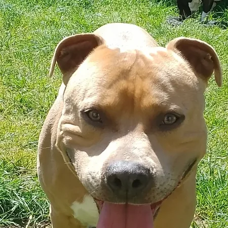 Je cède mon companion rebelle de 6ans bien éduqué je ne peu plus lui rendre une vie meilleure