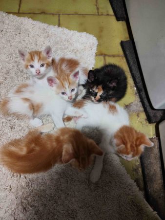 Je donne 4 chatons sevrée