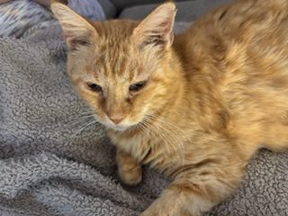 Minet câlin – Chat / Chaton à donner à Liergues (69)