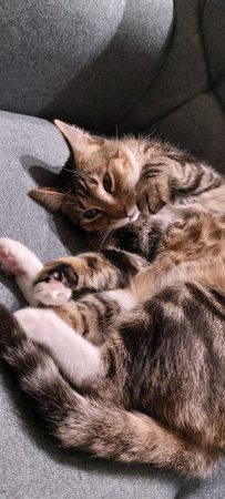 Ozzy, 8 ans — Cherche jardin et foyer calme pour chat indépendant et curieux