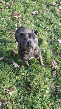 Staffie bleu à l'adoption