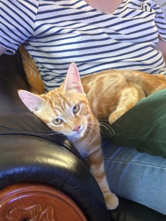 URGENT ‼️ Donne au choix 4 chatons adorables très joueurs et très câlins qui adorent le contact humain par dessus tout !