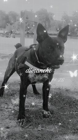 Vend chien mâle