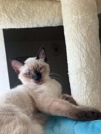 Vente chaton de type siamois femelle