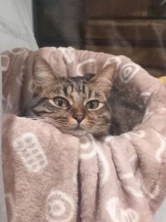 Vénus, chatte européenne tigrée – Chat / Chaton à donner à Bourg-En-Bresse (01) (photo 2)