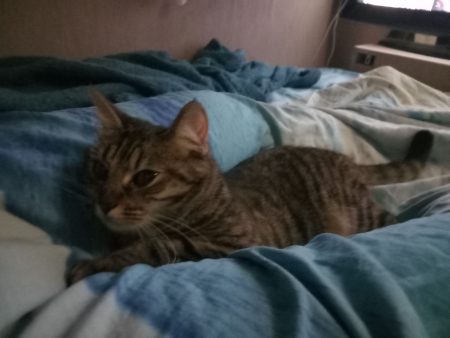 Vénus, chatte européenne tigrée – Chat / Chaton à donner à Bourg-En-Bresse (01) (photo 3)
