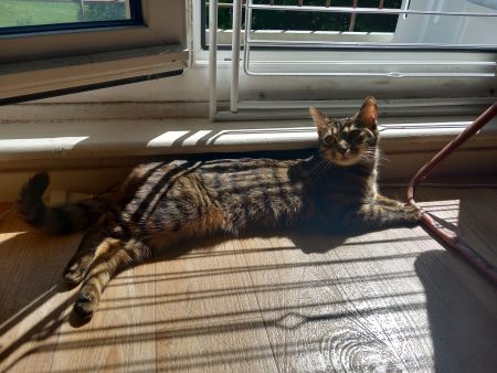 Vénus, chatte européenne tigrée – Chat / Chaton à donner à Bourg-En-Bresse (01)