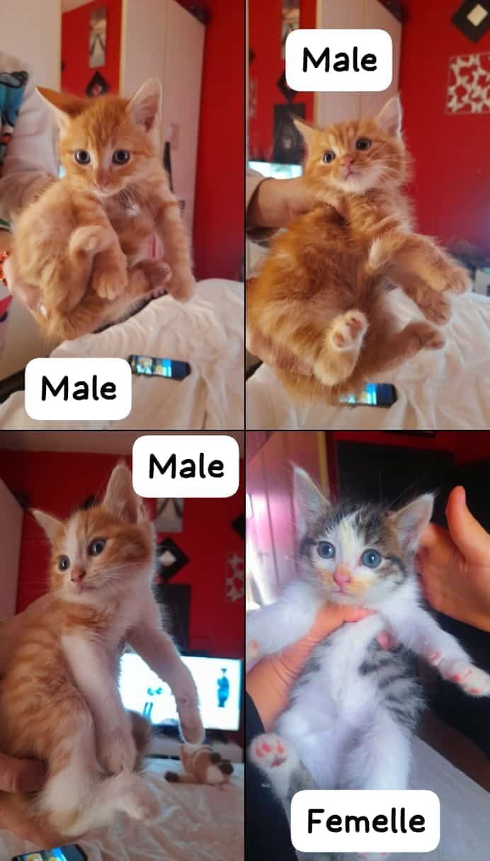 4 adorables chatons – Chat / Chaton à vendre à 62590 Oignies (62)