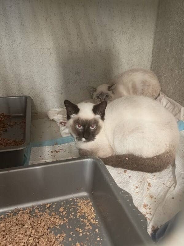 8 chatons 8 chatons – Chat / Chaton à adopter à La Bretonniere La Claye (85) (photo 2)