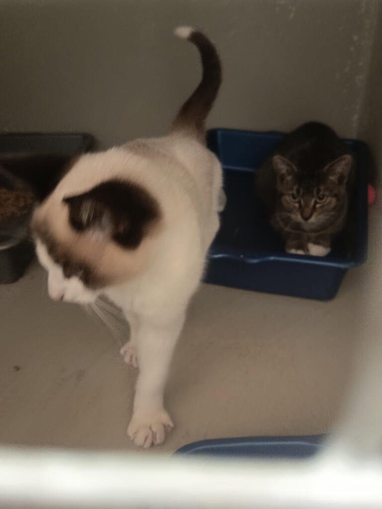 8 chatons 8 chatons – Chat / Chaton à adopter à La Bretonniere La Claye (85) (photo 3)