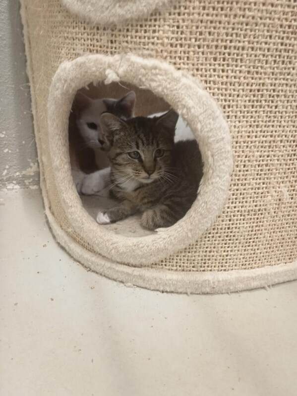 8 chatons – Chat / Chaton à adopter à La Bretonniere La Claye (85)