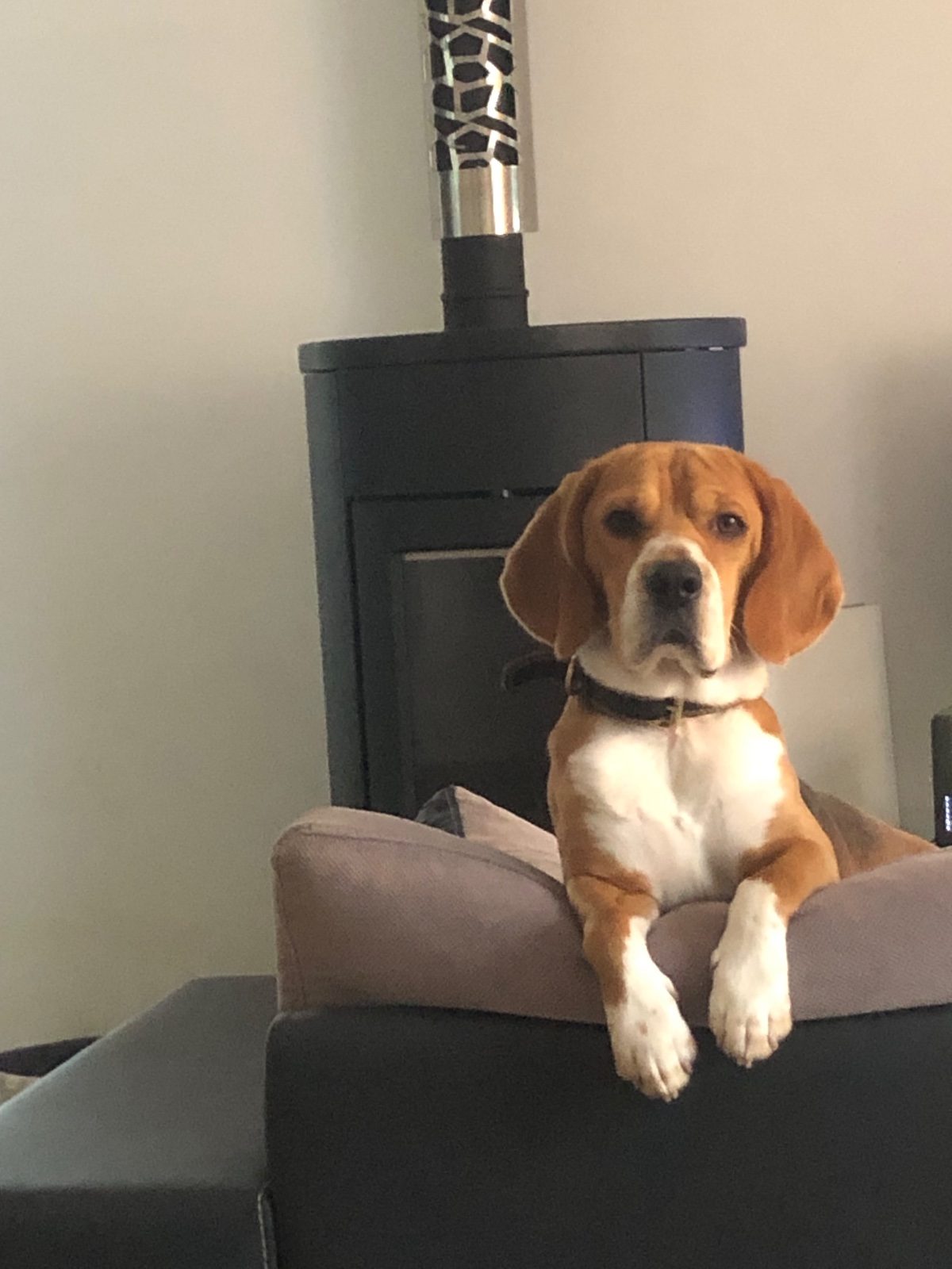 À donner, beagle tricolore de pure race, né en mai 2022 (4 ans). Tendre et très affectueux, il adore les câlins. Je lui – Chien / Chiot à donner à Herserange (54) (photo 3)