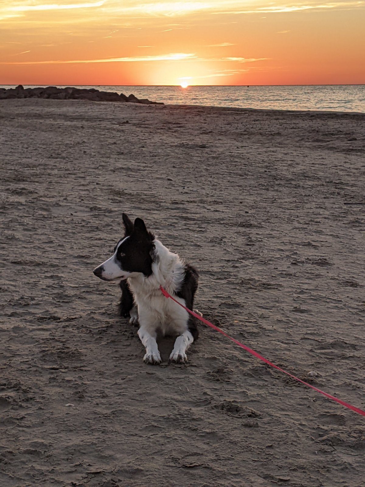 À l'adoption, border collie femelle de 9 mois – Chien / Chiot à adopter à Frontignan (34)