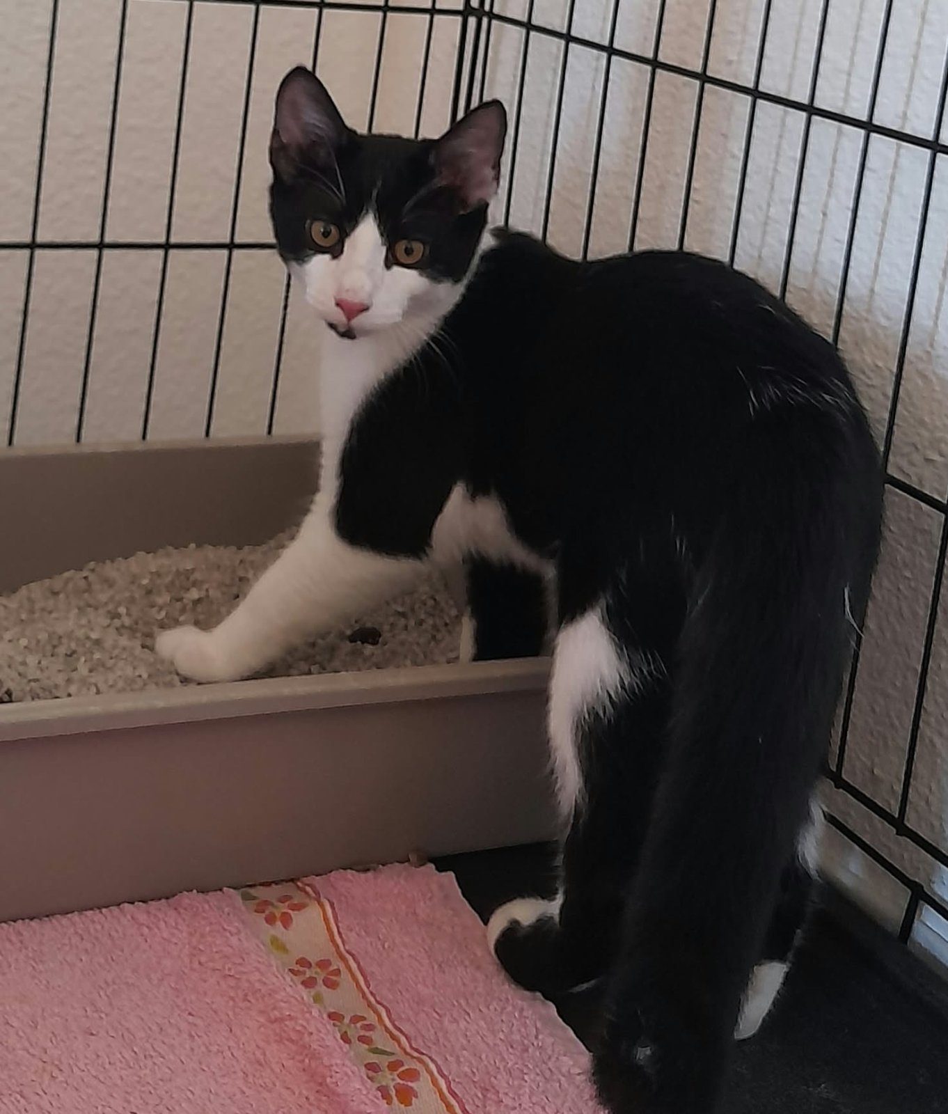 A l'adoption, BUBBLE beau mâle de 7 mois castré, identifié, très gentil ! – Chat / Chaton à adopter à Frontignan (34)