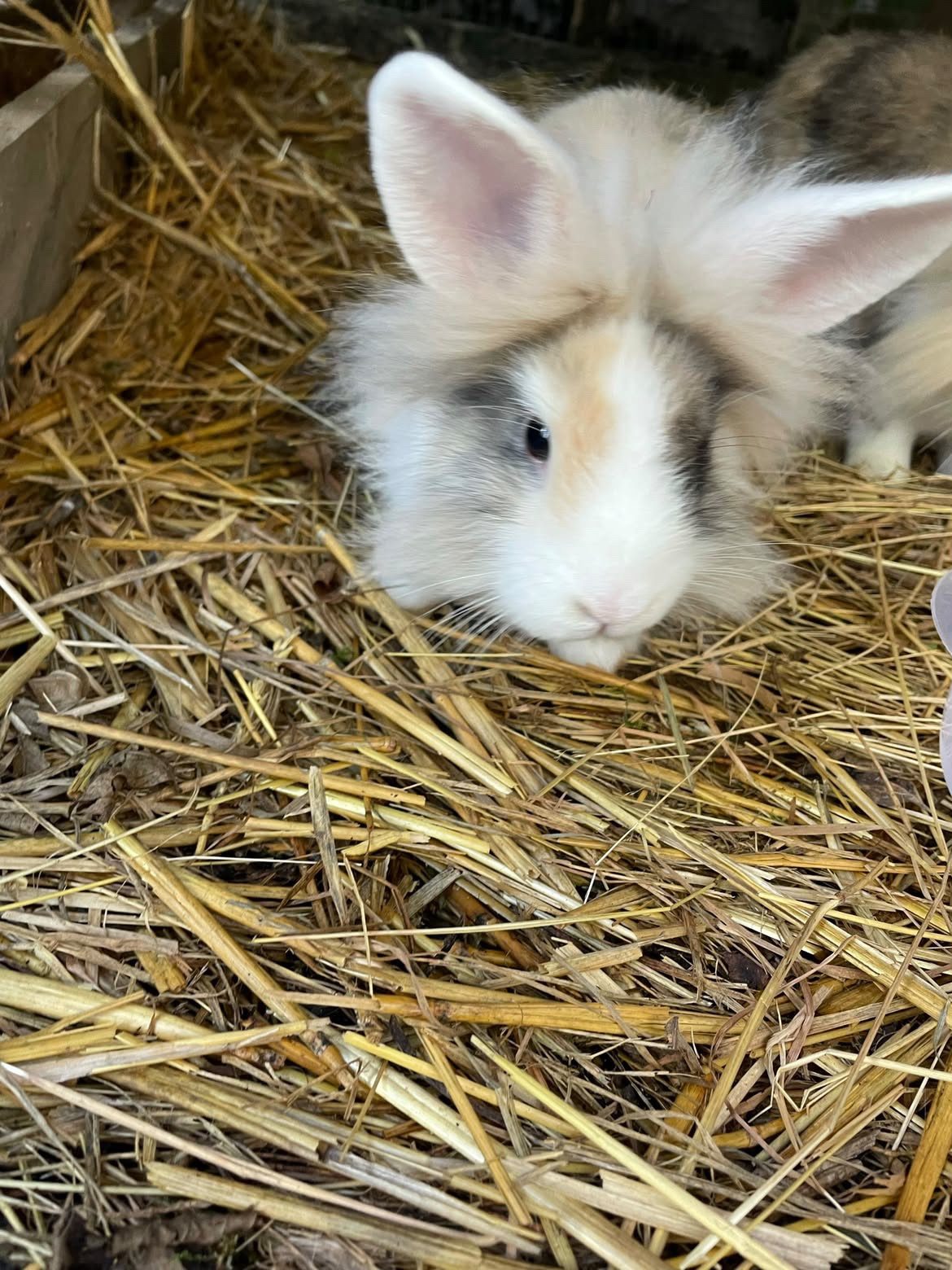 À la recherche d’une famille aimante pour notre lapin nain – Lapin à donner à Boistrudan (35) (photo 2)