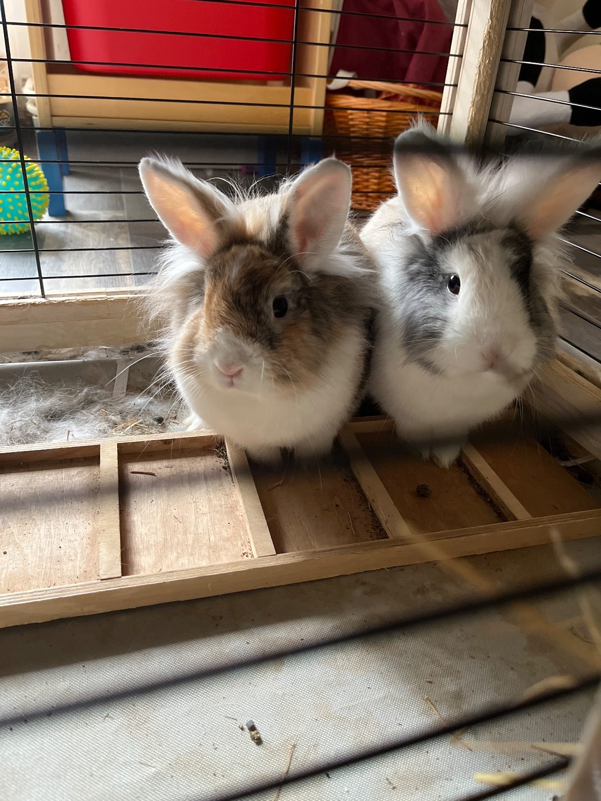 À la recherche d’une famille aimante pour notre lapin nain – Lapin à donner à Boistrudan (35) (photo 3)