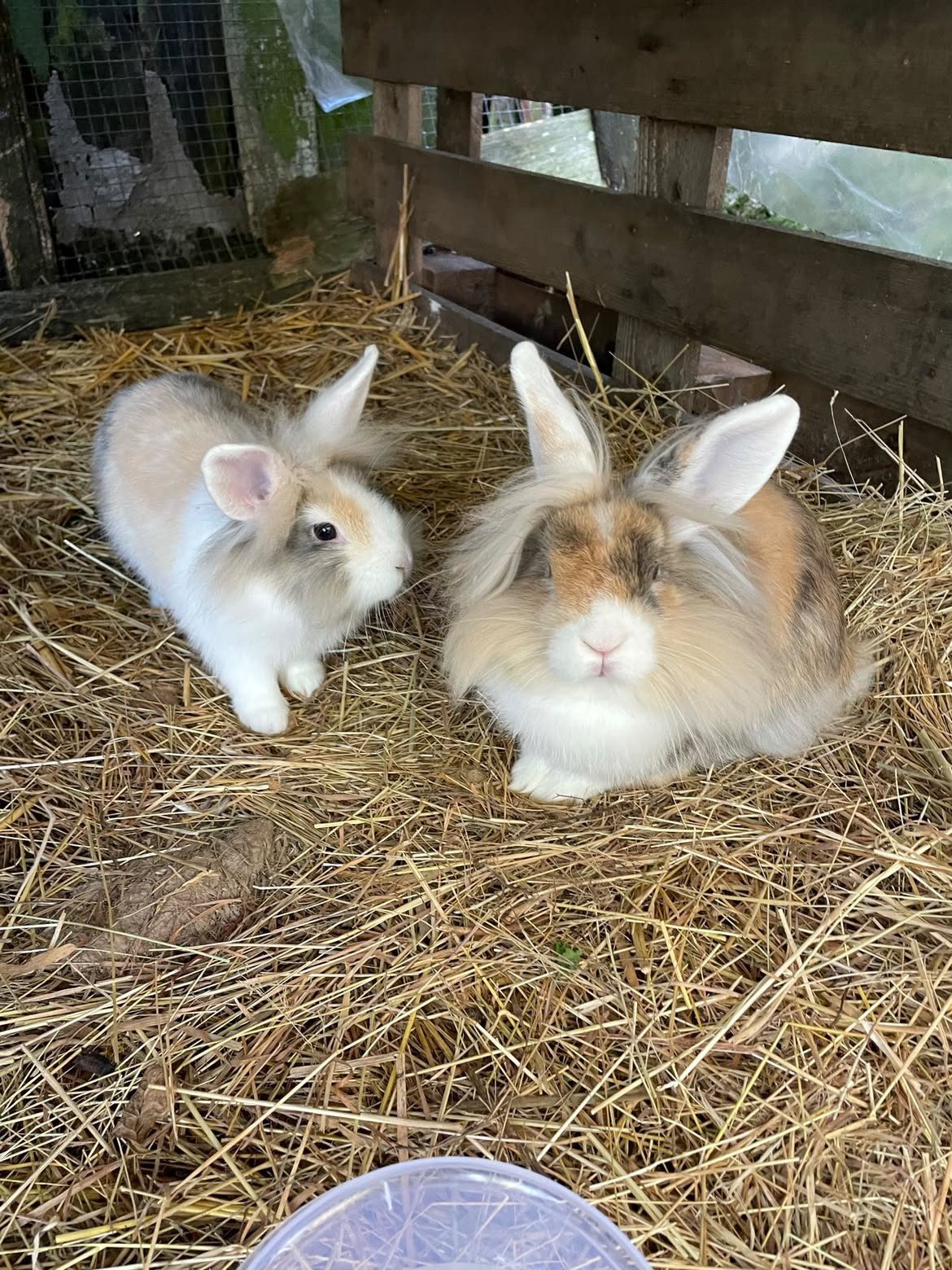 À la recherche d’une famille aimante pour notre lapin nain – Lapin à donner à Boistrudan (35)