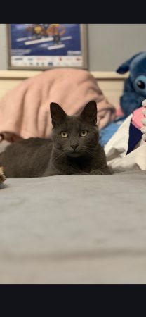Adopte une petite chatte