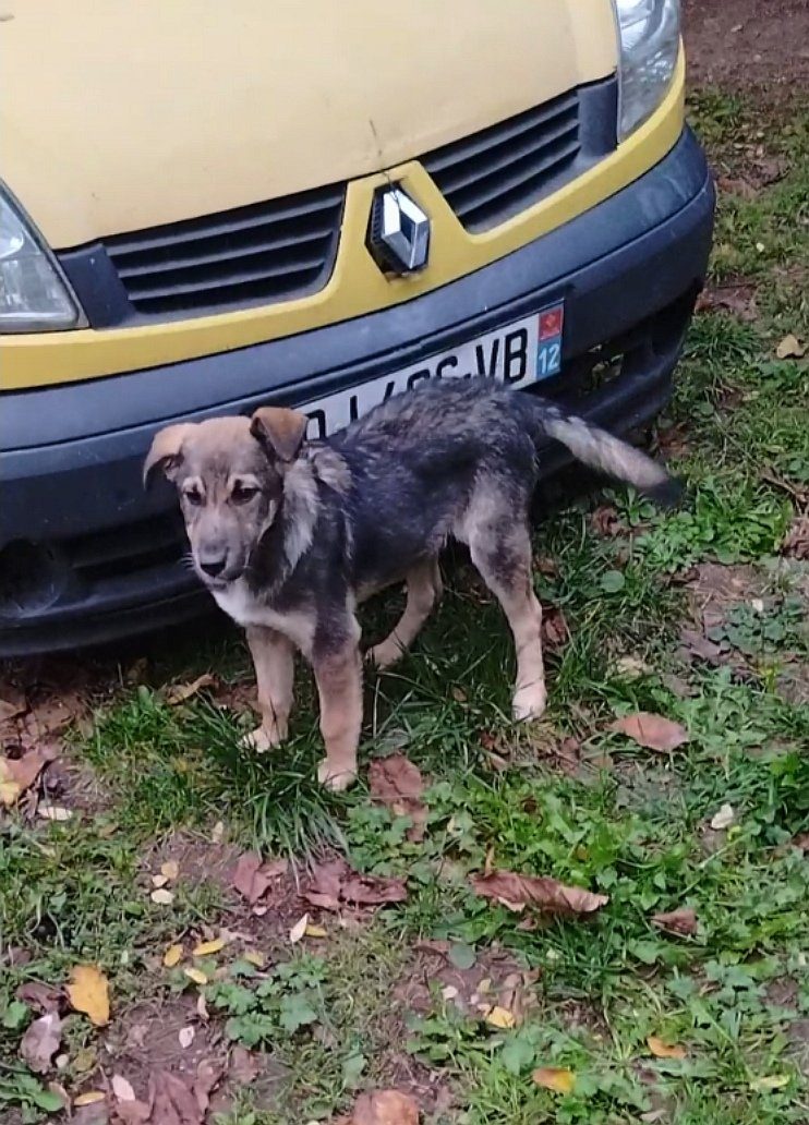 Adopter Buddha, un chien très affectueux de 4 mois Adopter Buddha, un chien très affectueux de 4 mois – Chien / Chiot à donner à Villeneuve (12) (photo 2)