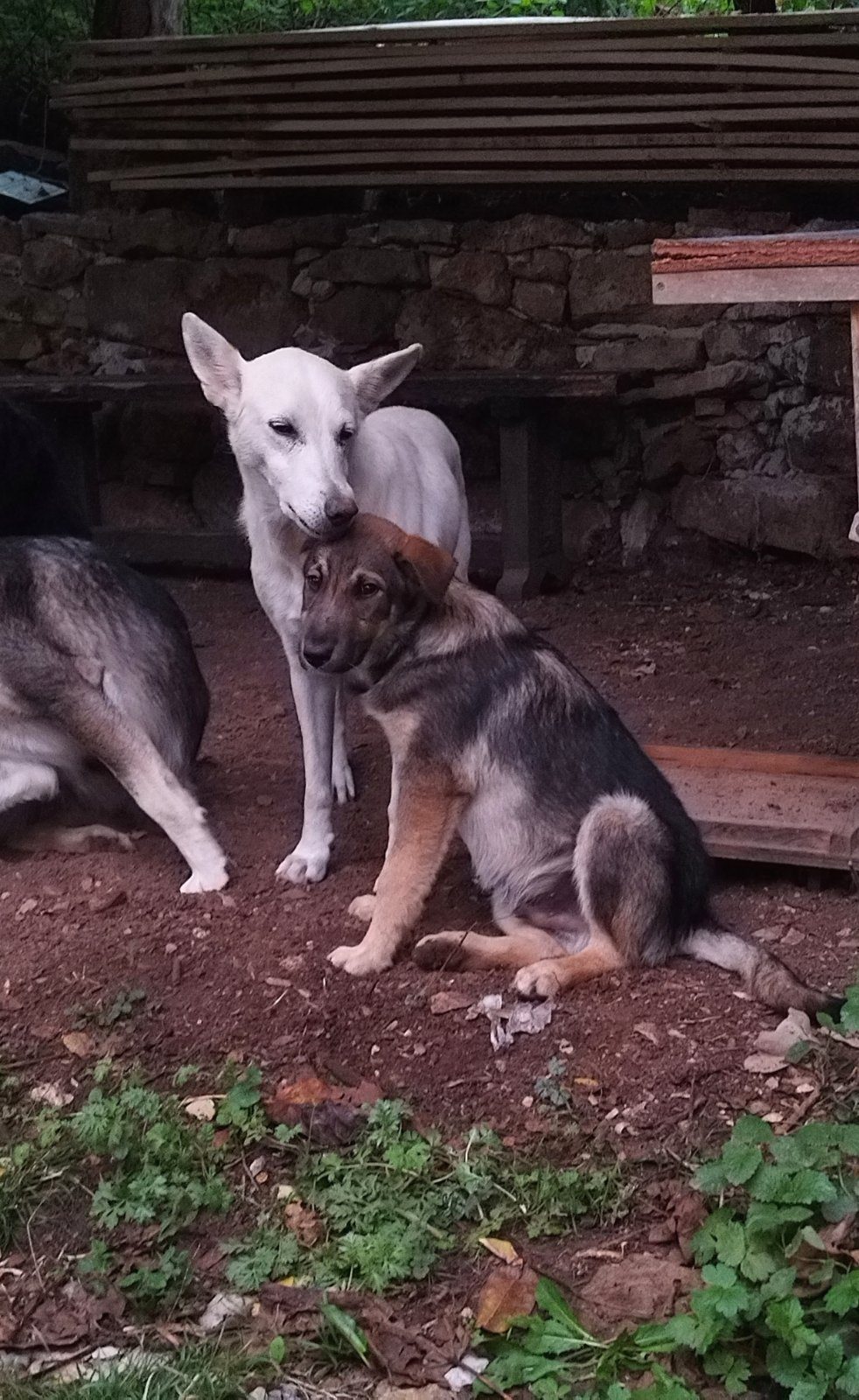 Adopter Buddha, un chien très affectueux de 4 mois – Chien / Chiot à donner à Villeneuve (12)