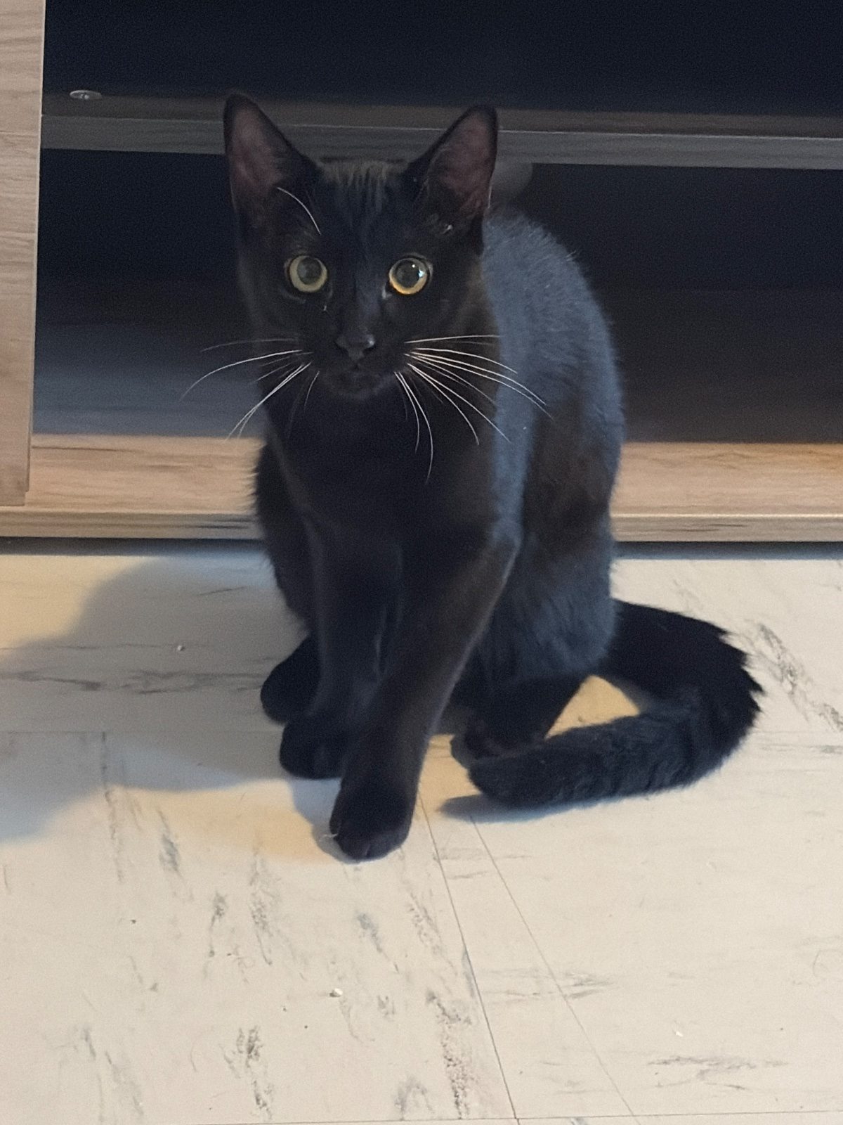 Adorable chaton noir, de 6 mois et plein de vie – Chat / Chaton à donner à Saint Denis (93)