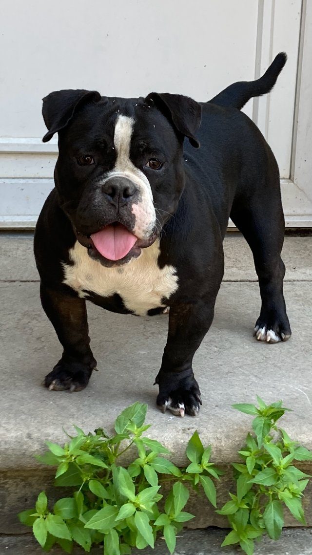 Americn Bully – Chien / Chiot à donner à Vesoul (70)