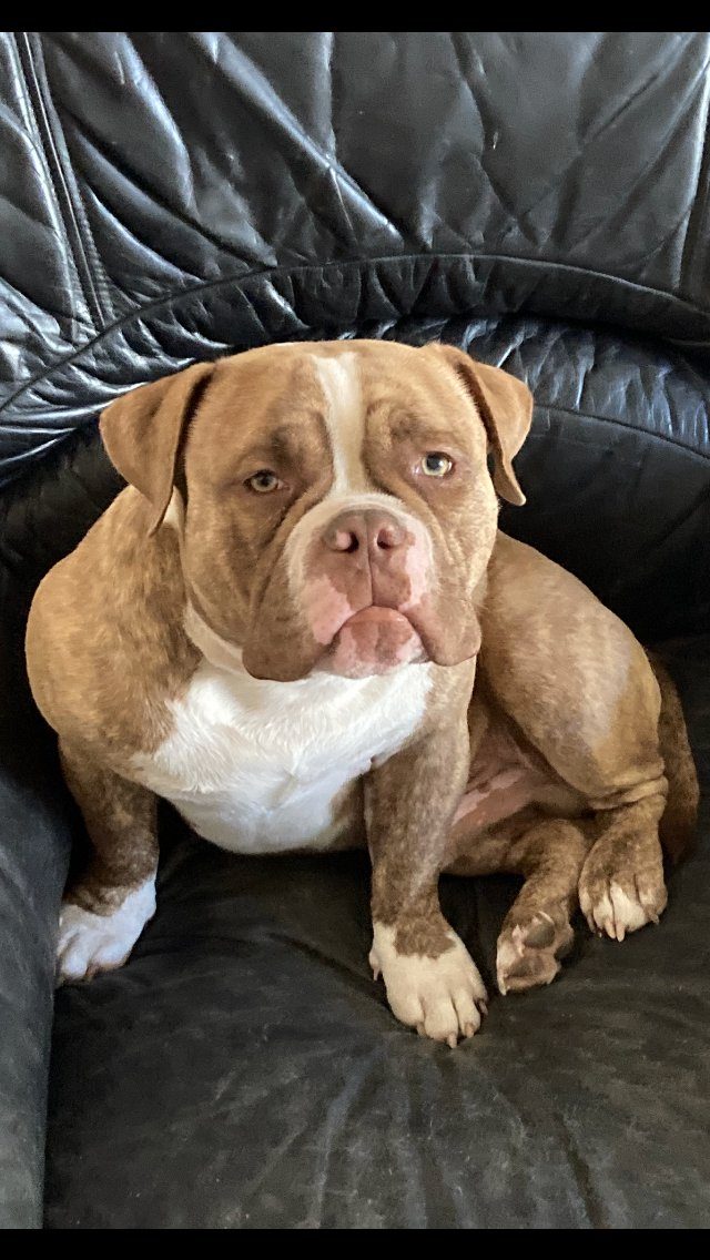 Americn Bully – Chien / Chiot à donner à Vesoul (70)