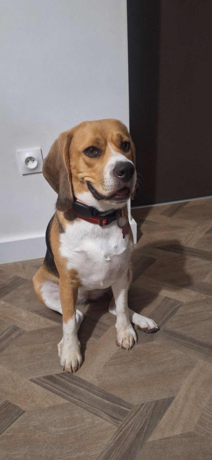 Beagle femelle Beagle femelle – Chien / Chiot à donner à Lunel (34) (photo 3)