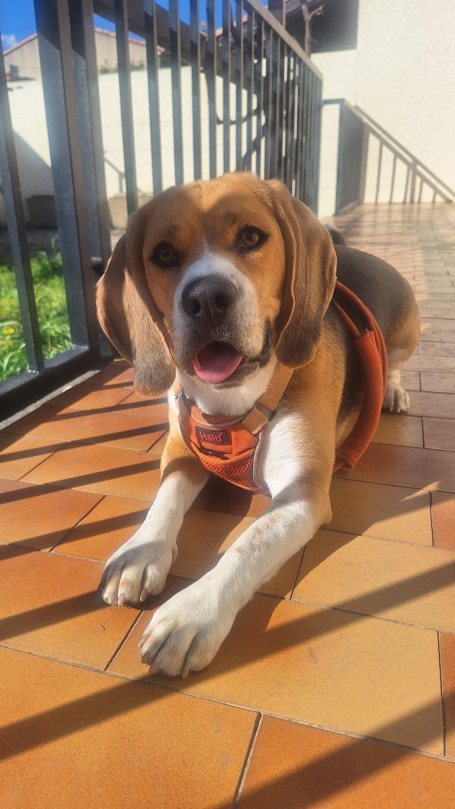 Beagle femelle – Chien / Chiot à donner à Lunel (34)