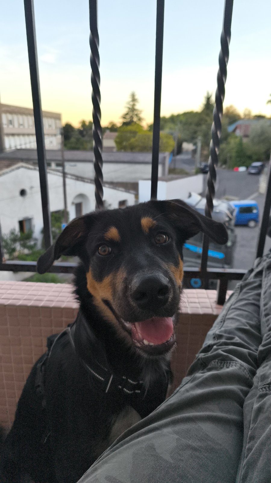 Beauceron croisé berger – Chien / Chiot à donner à Pierrelatte (26)