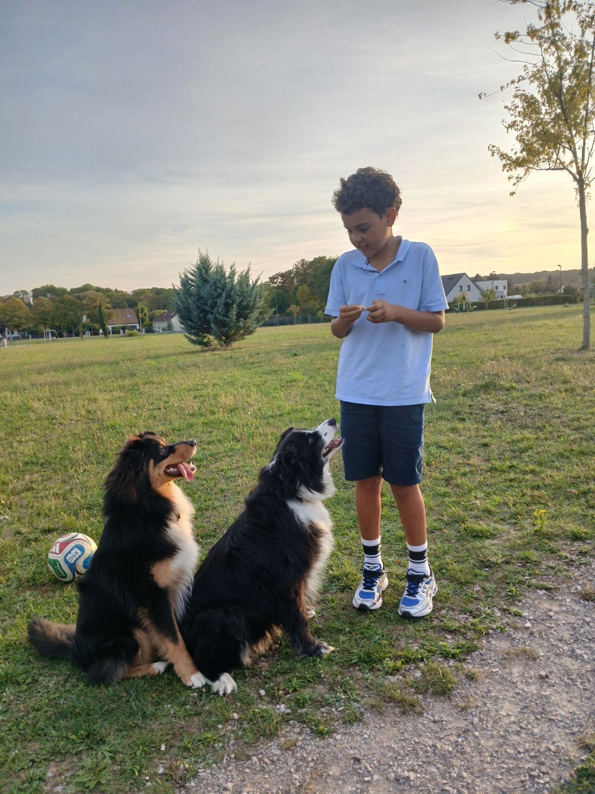 Berger australien 10 mois gentil calin et sociable Berger australien 10 mois gentil calin et sociable – Chien / Chiot à donner à Amiens (80) (photo 3)