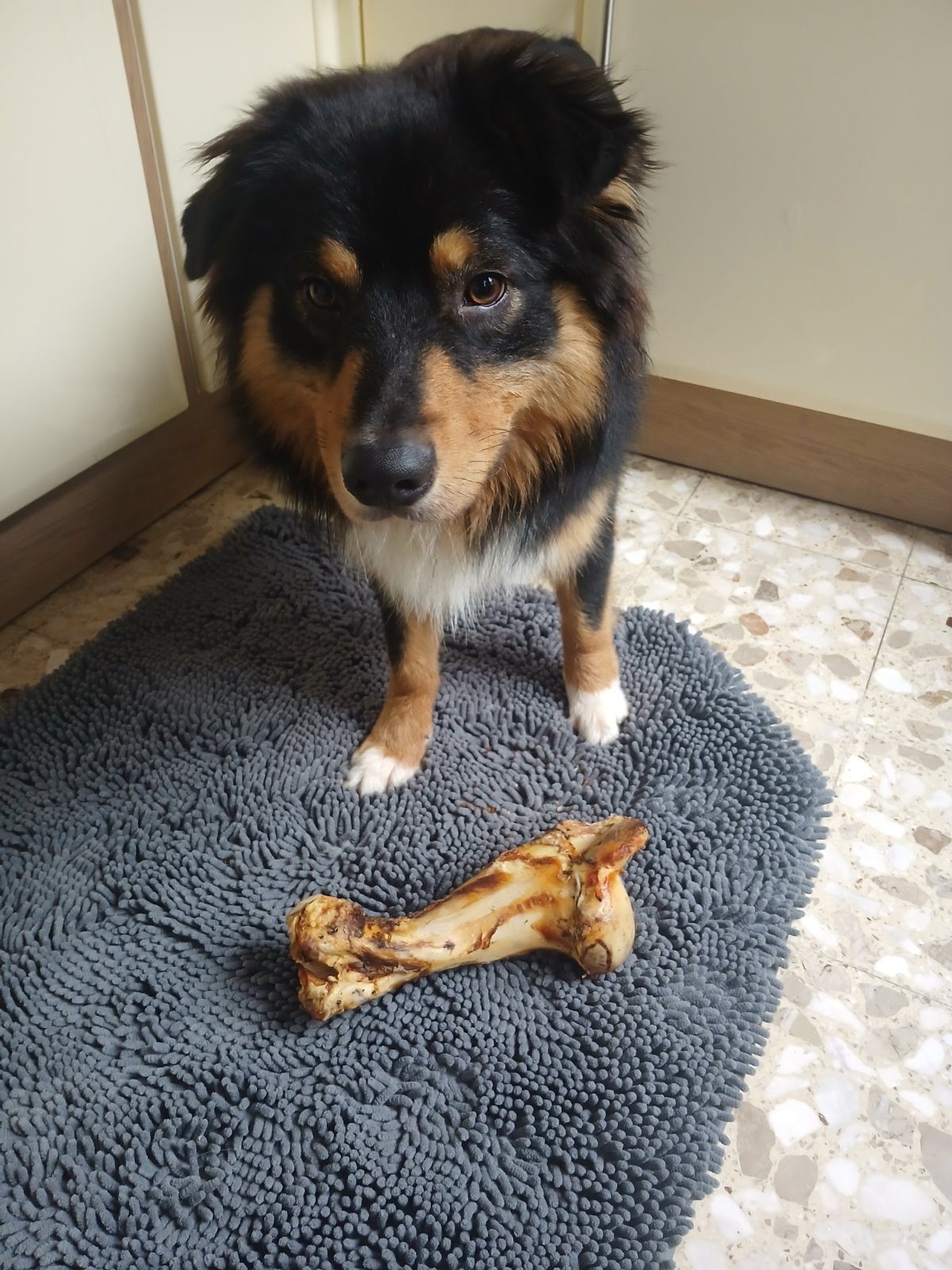 Berger australien 10 mois gentil calin et sociable – Chien / Chiot à donner à Amiens (80)