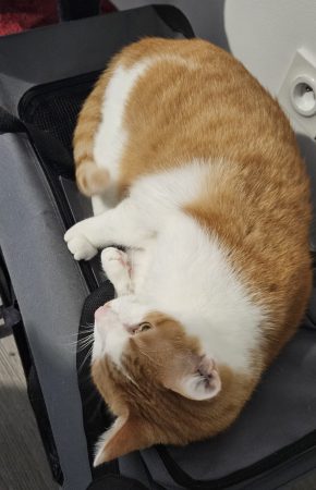 Chat adulte Chat adulte – Chat / Chaton à donner à Colombelles (14) (photo 2)