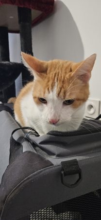 Chat adulte Chat adulte – Chat / Chaton à donner à Colombelles (14)
