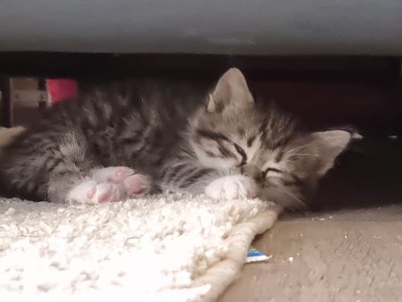 Chaton de 2 mois