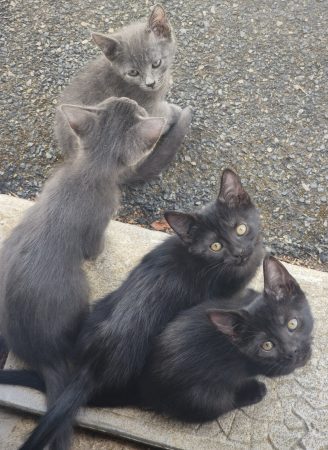 Chatons femelles 1 grise et 1 noire