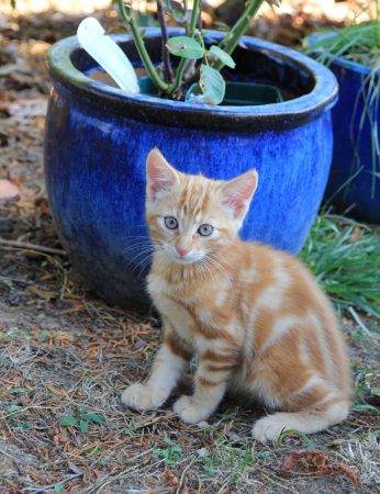 Chatons mâle et femelles à donner Chatons mâle et femelles à donner – Chat / Chaton à donner à Beaupréau (49)