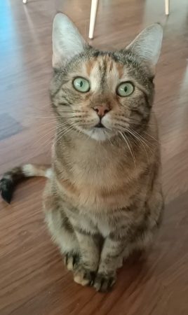 Chatte a l'adoption – Chat / Chaton à adopter à Velizy Villacoublay (78)