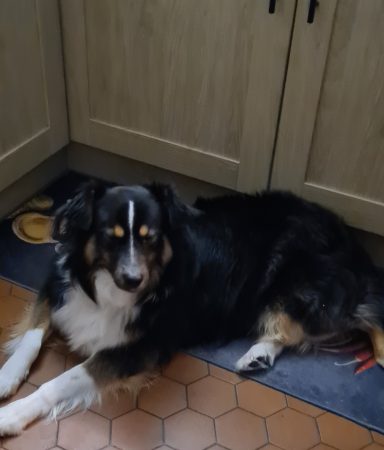 Cherche douce famille pour ma pépette