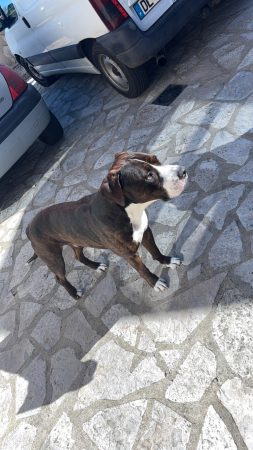 Chien à donner