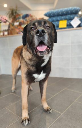 Chien croisée saint Bernard beauceron – Chien / Chiot à donner à Harnes (62) (photo 3)