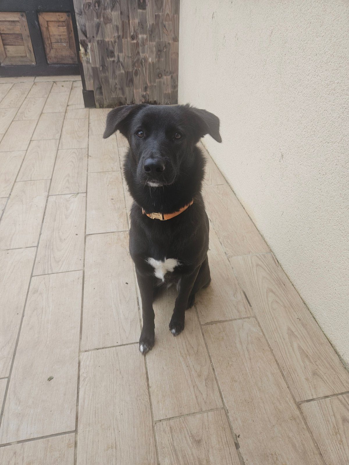 Chienne Nala – Chien / Chiot à donner à La Regrippière (44)