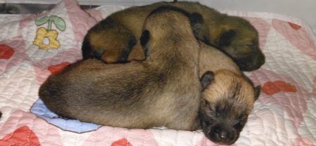 Chiots Belusky – Chien / Chiot à vendre à Marseille 9Eme (13)