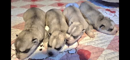 Chiots Husky