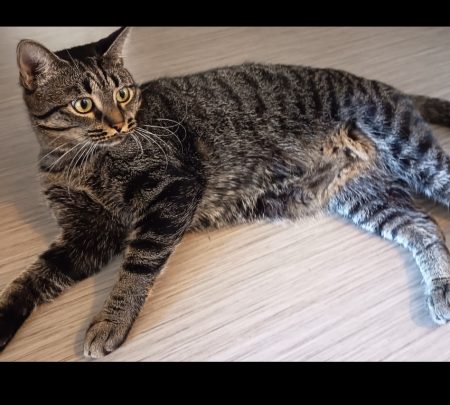 Deux chattes tigrées