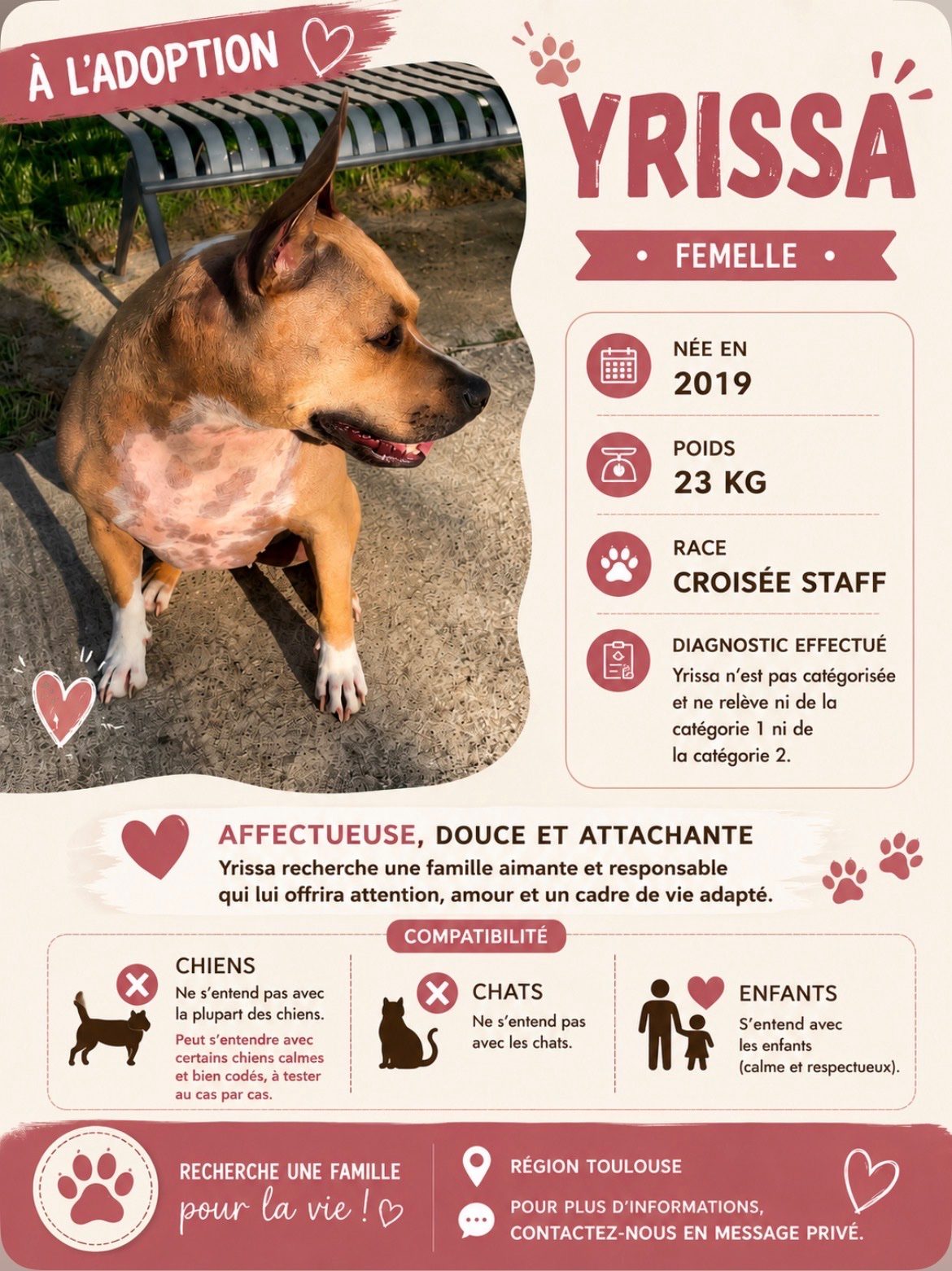 Don urgent yrissa Don urgent yrissa – Chien / Chiot à donner à Toulouse (31) (photo 2)
