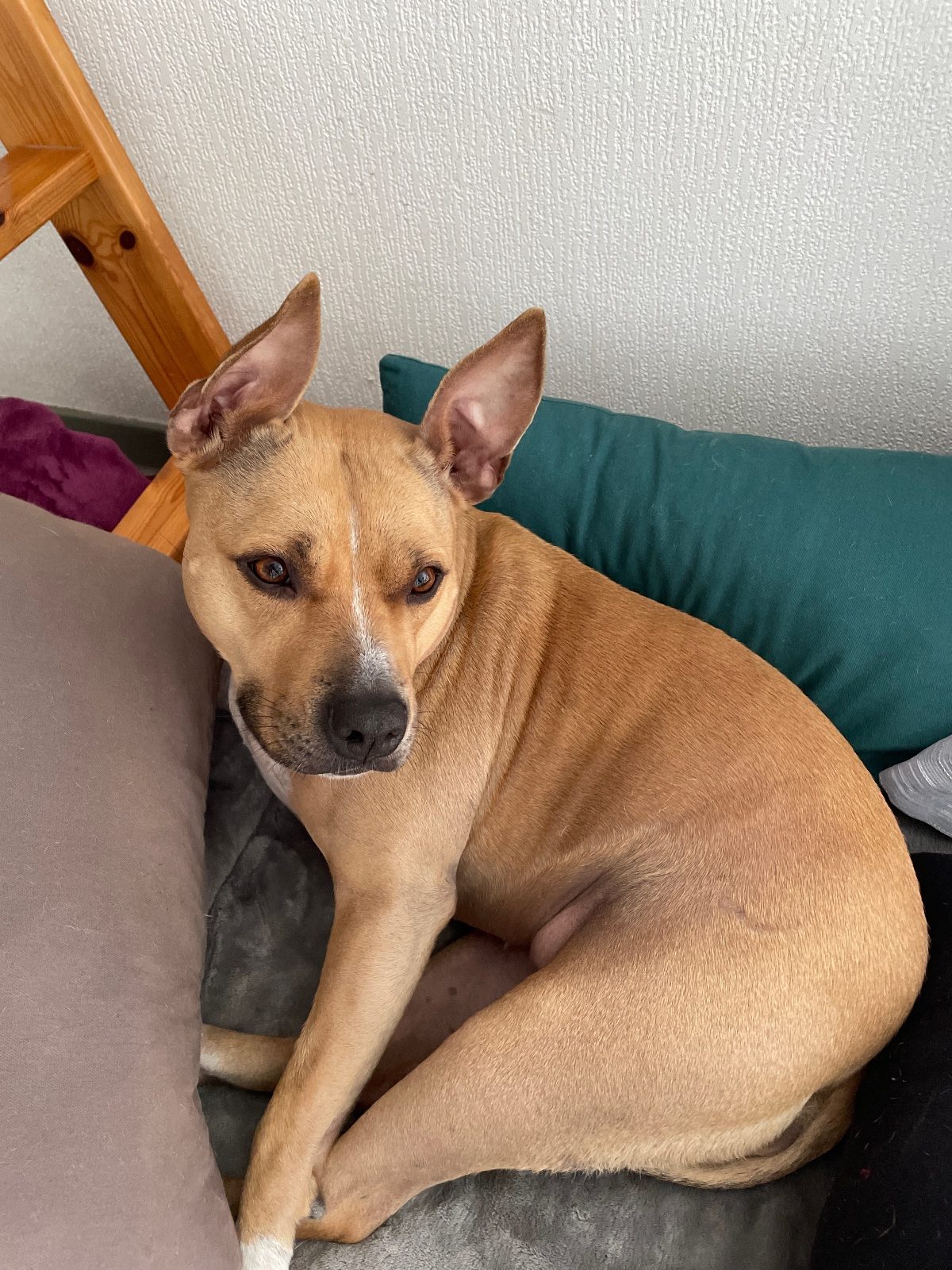 Don urgent yrissa Don urgent yrissa – Chien / Chiot à donner à Toulouse (31) (photo 3)