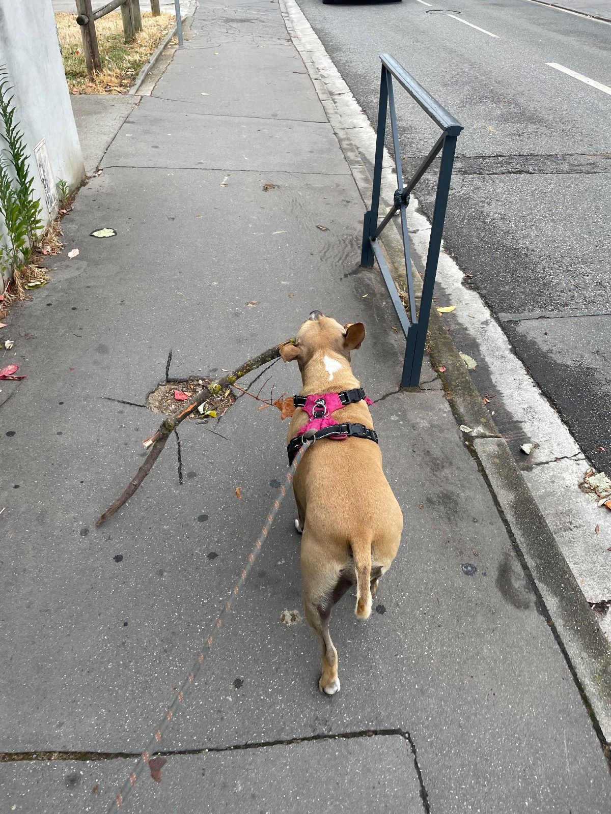 Don urgent yrissa – Chien / Chiot à donner à Toulouse (31)