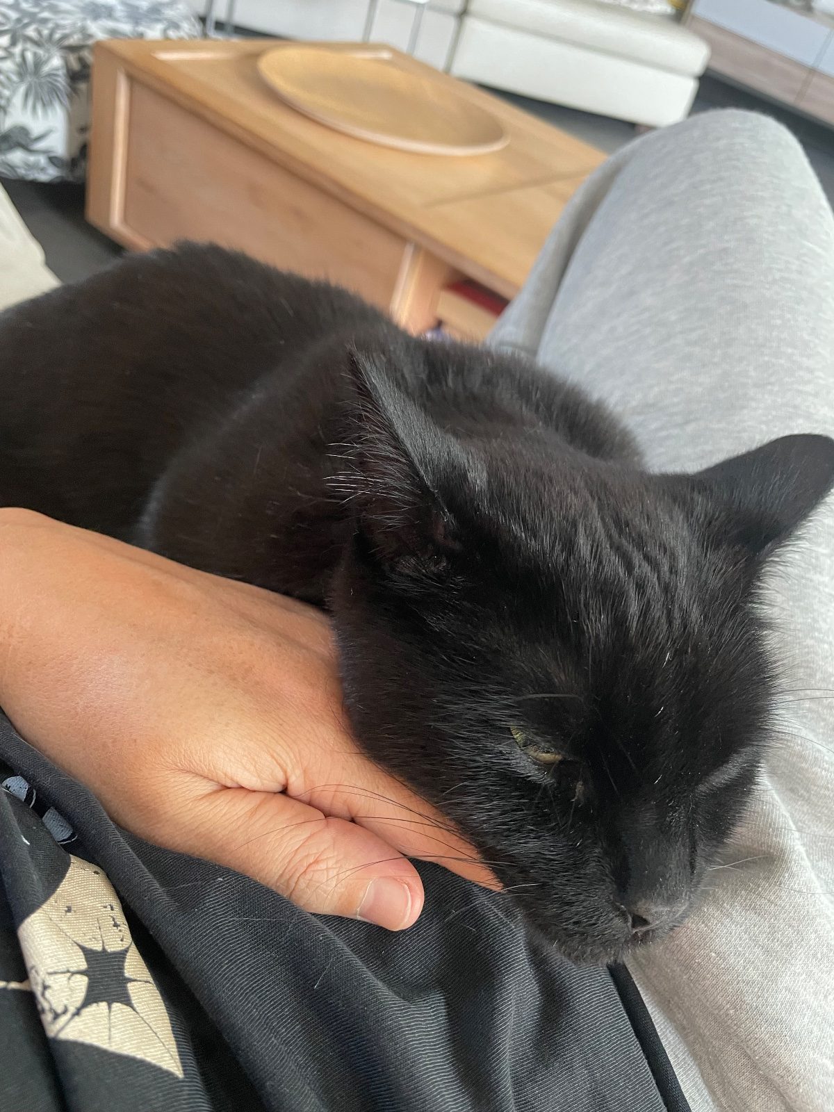 Donne 2 chats noir, deux frères de 5 ans stérilisé, grand espace nécessaire – Chat / Chaton à donner à Dommartin (69) (photo 2)